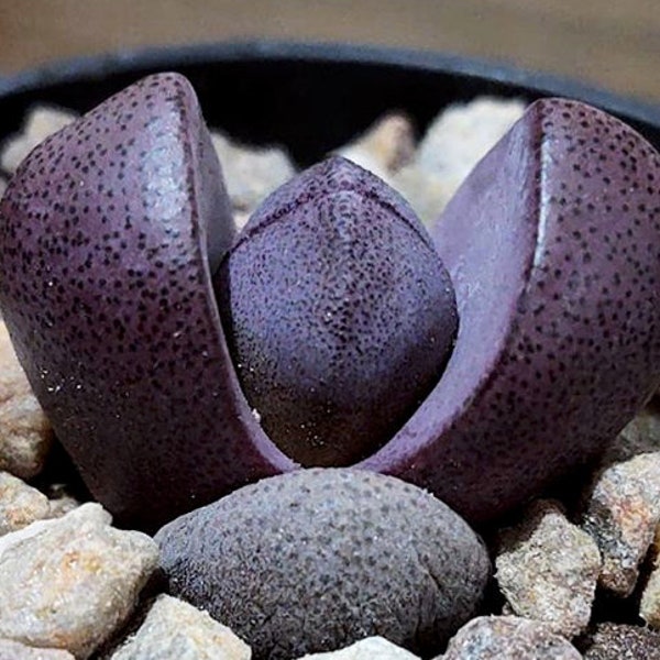 Pleiospilos Nelii cv. Royal Flush  | Royal Flush Succulent Seeds