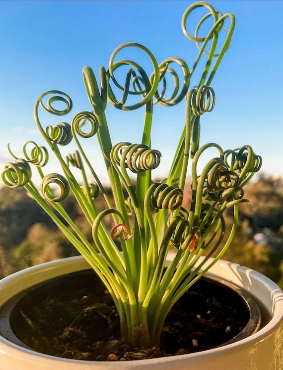 Spiral Distinctive Organic Planter Pot
