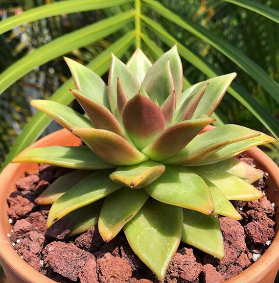 Global Featured Absolutely Price to value Echeveria Agavoides Kusu