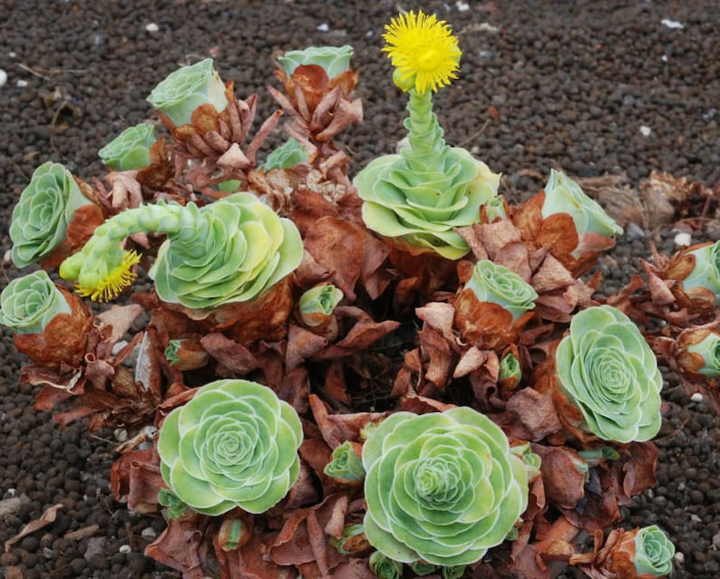 Mountain Rose Greenovia Dodrentalis Succulent Seeds image 2