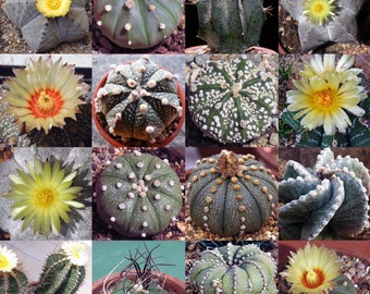 Astrophytum Cactus Seeds |  Astrophytum Seeds Mix