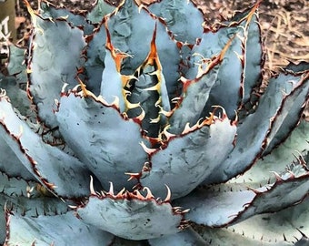 Agave Guadalajarana Seeds