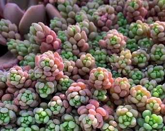 Sedum Dasyphyllum Seeds | Succulent Seeds | Sedum Dasyphyllum