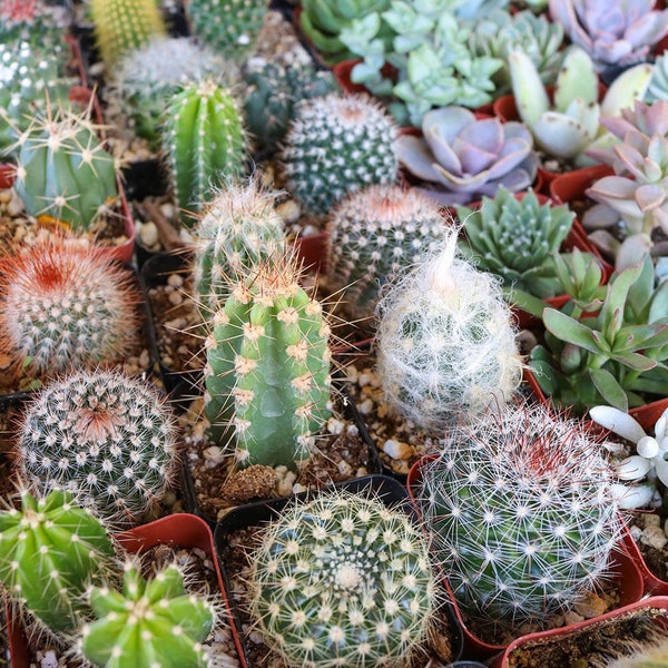 Kaktusarten-Vielfalt Samenmischung | 10+ Arten Kakteen Samen