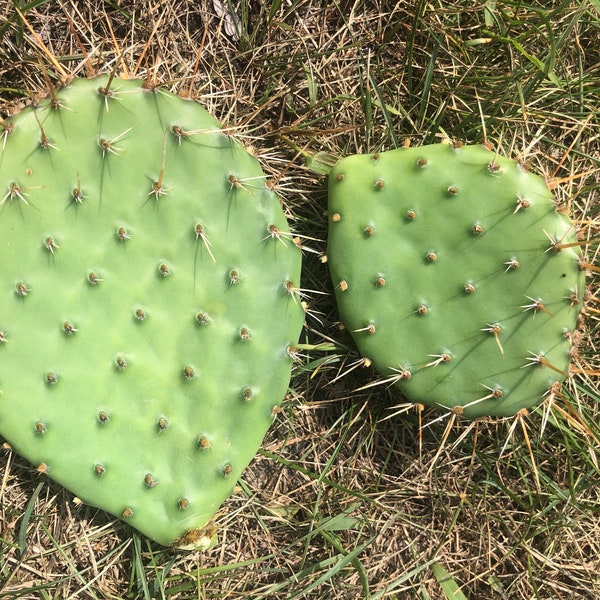 Cold Hardy Prickly Pear |  Opuntia Cactus | Winter Cactus