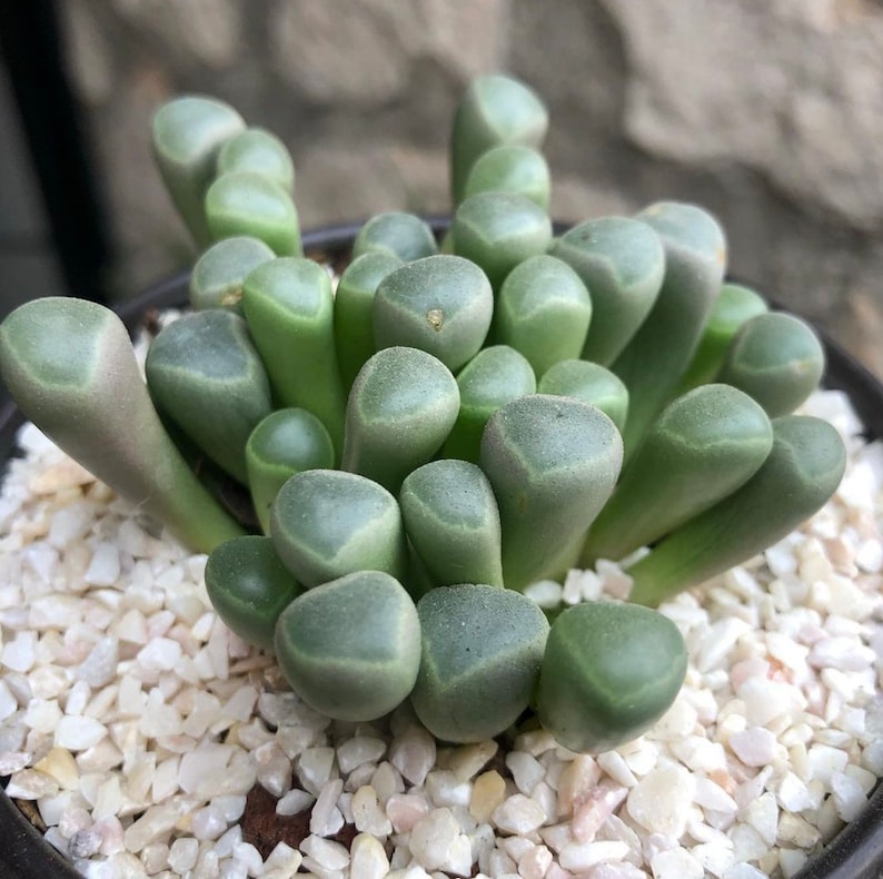 Fenestraria Aurantiaca Baby Toes Succulent Seeds image 2