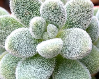 Sedum Mocinianum Seeds | Fuzzy Leaf Plant Succulent Seeds