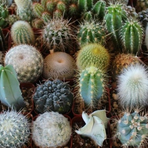 Premium Cactus Species Seed Mix | 9 Types Cacti Plant Seeds