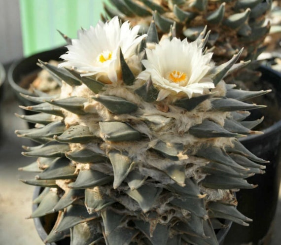 Ariocarpus trigonus v elongatus 100 cactus seeds Ariocarpus trigonus v elongatus 100 cactus seeds