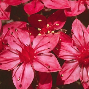 Graptopetalum Bellum Succulent Seeds image 3