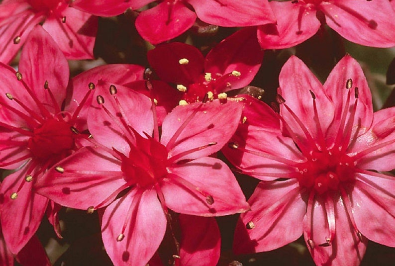 Graptopetalum Bellum Succulent Seeds image 3