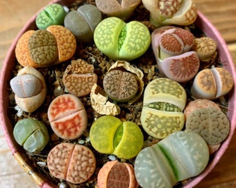 Lithops Seed | Colourful Lithops Succulent Seed Mix