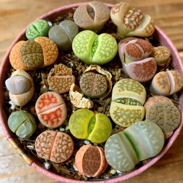 Lithops Seed | Colourful Lithops Succulent Seed Mix