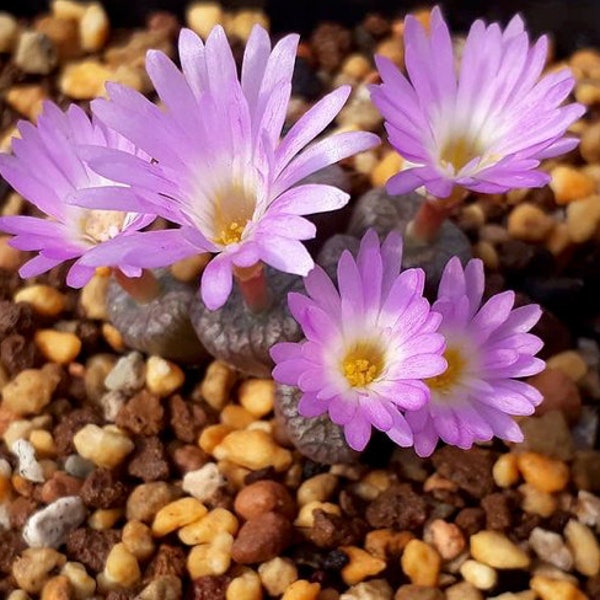 Conophytum Ectypum Seeds | Conophytum Succulent Seeds