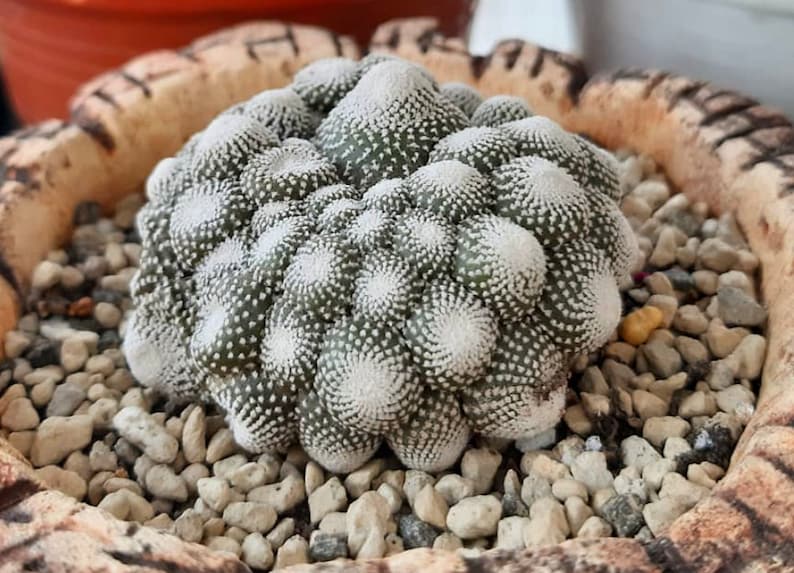 Blossfeldia Liliputana Cactus Seeds