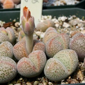 Dinteranthus Microspermus Puberulus Succulent Seeds image 1