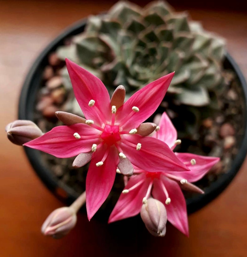 Graptopetalum Bellum Succulent Seeds image 4