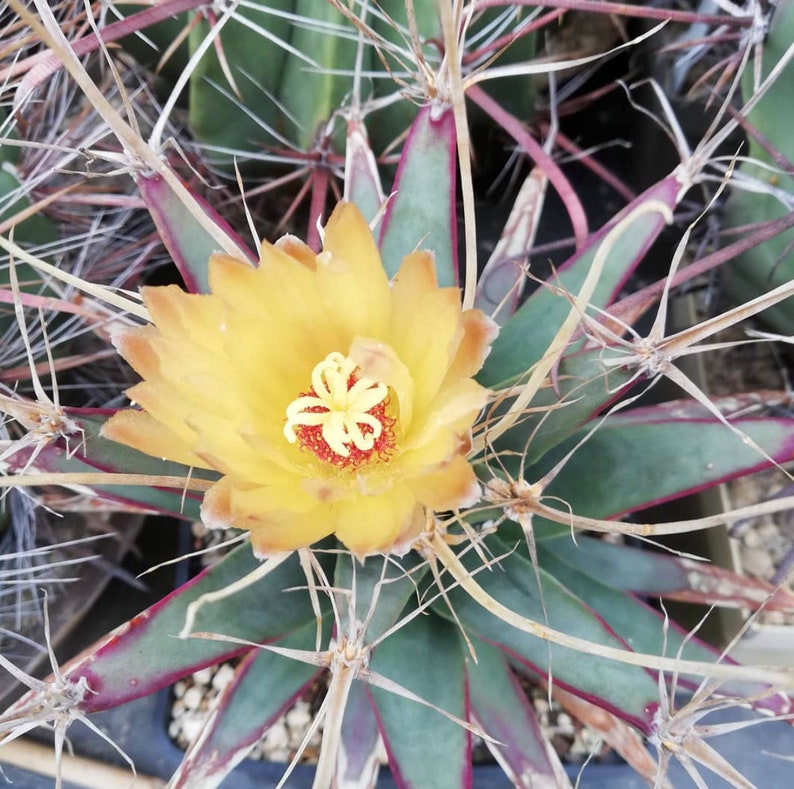 Leuchtenbergia Principis Cactus Seeds image 2