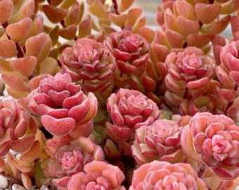 Sedum Versadense Seeds | Succulent Seeds