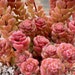 see more listings in the Succulent Seeds  section