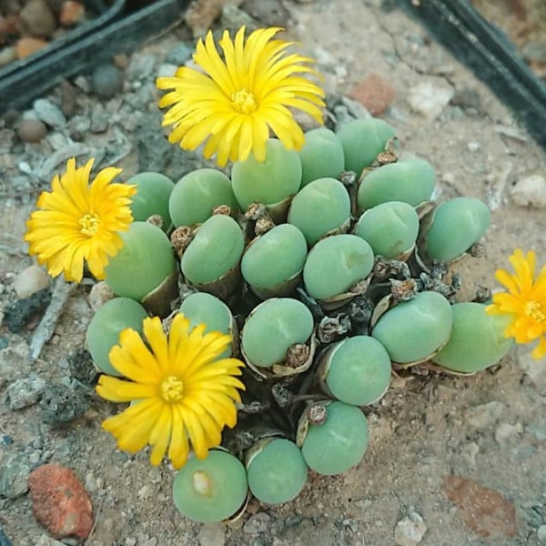 Conophytum Meyeri Seeds | Conophytum Succulent Seeds