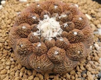 Copiapoa Hypogaea cv. Lizard Skin | Rare Cactus Seeds