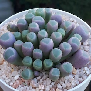 Fenestraria Aurantiaca Baby Toes Succulent Seeds image 1