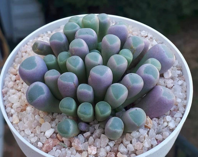 Fenestraria Aurantiaca Baby Toes Succulent Seeds image 1