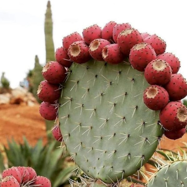 Opuntia Robusta Seeds | Wheel Cactus Seeds