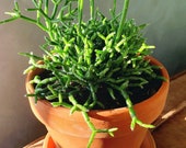 Rhipsalis Cactus Seed Mix Jungle Cactus Mix