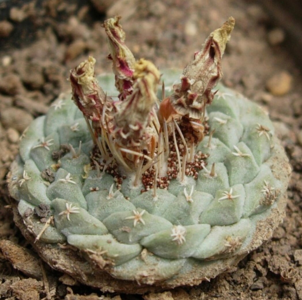 10 Strombocactus disciformis var.longispinus SEMI SEEDS no stapelia huernia