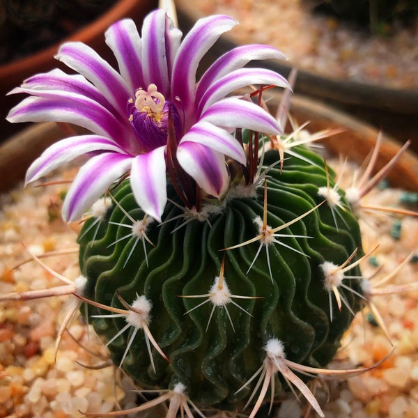 Echinofossulocactus Cactus Seeds