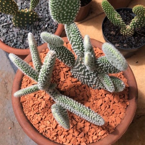 Cactus oreja de conejo / Opuntia Microdasys