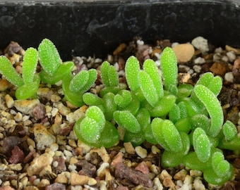 Bunny Succulent | Monilaria Moniliformis Succulent Seeds