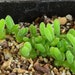 see more listings in the Succulent Seeds  section