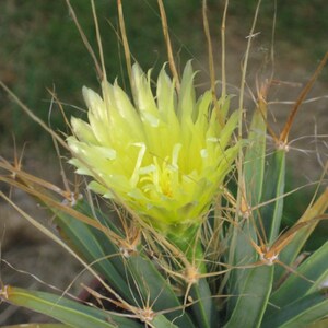 Leuchtenbergia Principis Cactus Seeds image 3