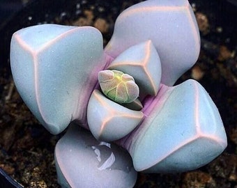 Lapidaria Margaretae | Karoo Rose Succulent Seeds