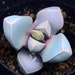 see more listings in the Succulent Seeds  section