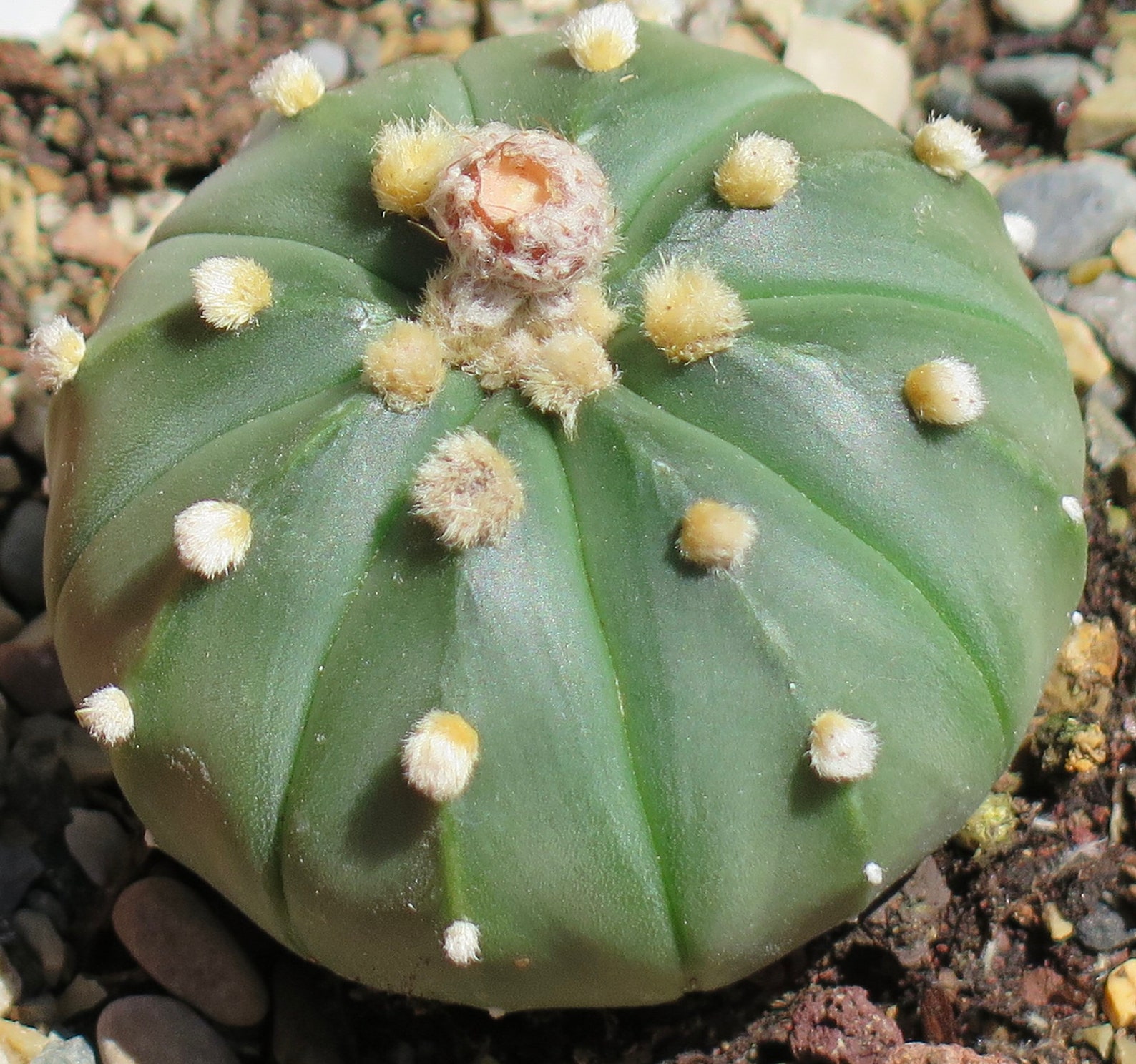Astrophytum Asterias Cacti Seed Sand Dollar Cactus Seeds Etsy