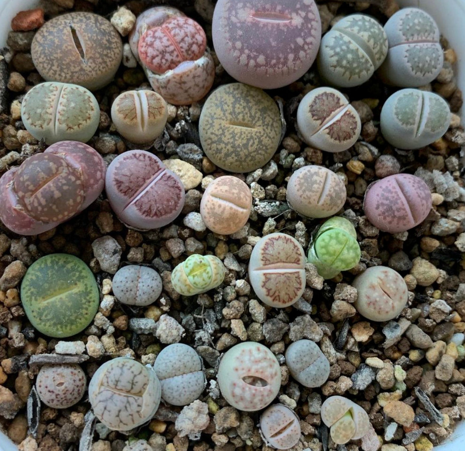 Live Lithops Plants Lithops Living Succulent Lithops Etsy
