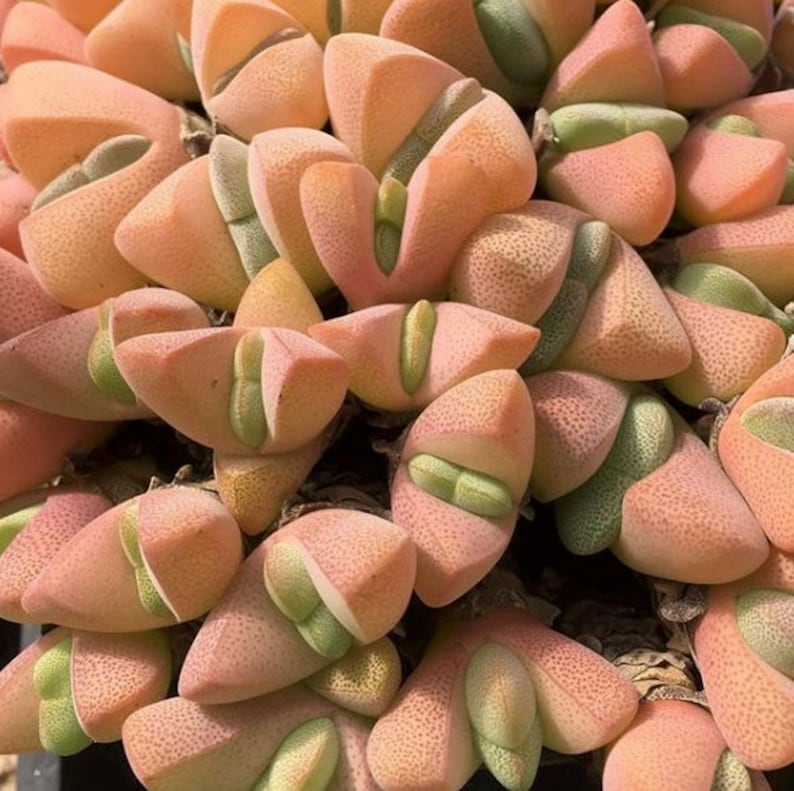 Ihlenfeldtia Vanzylii Succulent Seeds image 1