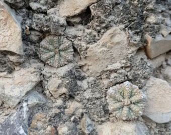 Aztekium Ritteri Cactus Seeds