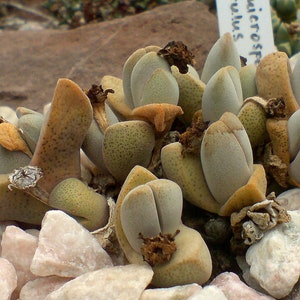 Dinteranthus Microspermus Puberulus Succulent Seeds image 2