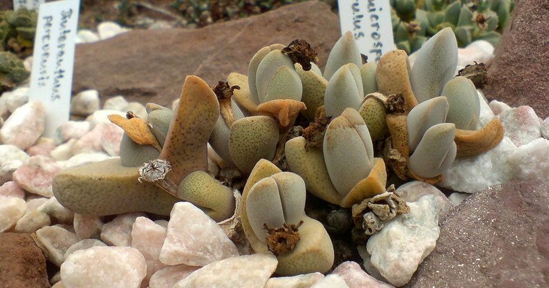 Dinteranthus Microspermus Puberulus Succulent Seeds image 2