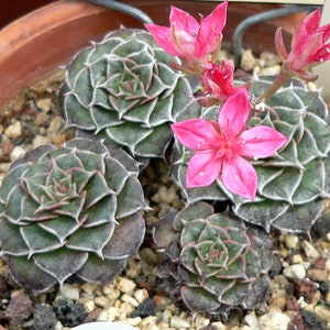 Graptopetalum Bellum Succulent Seeds image 2