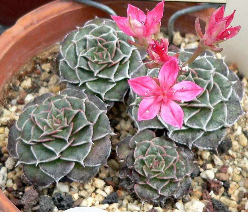 Graptopetalum Bellum Succulent Seeds image 2