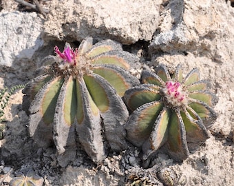 Aztekium Hintonii Cactus Seeds