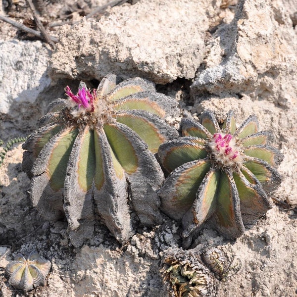 Aztekium Hintonii Cactus Seeds