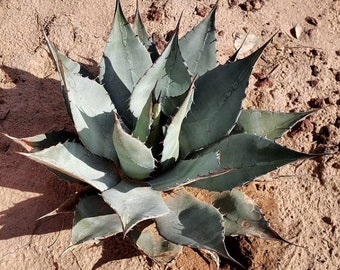 Agave Havardiana Seeds