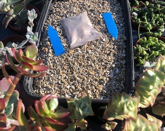 Cactus & Succulent Seed Germination Kit | Terrarium Germination Chamber for Seedlings